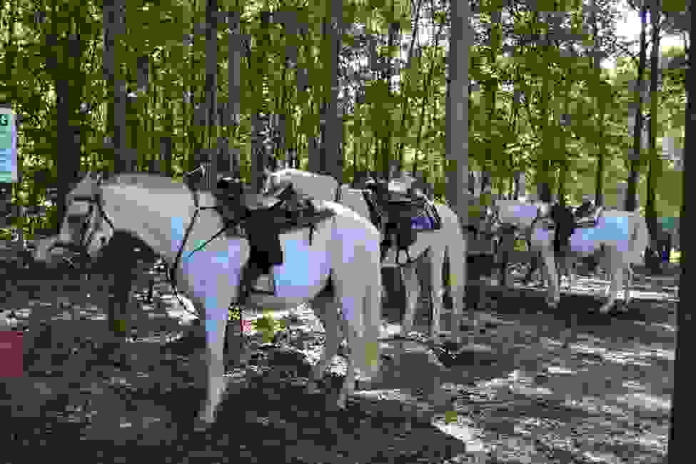 AdoptAHorse, Inc. Horseback Riding Covington,